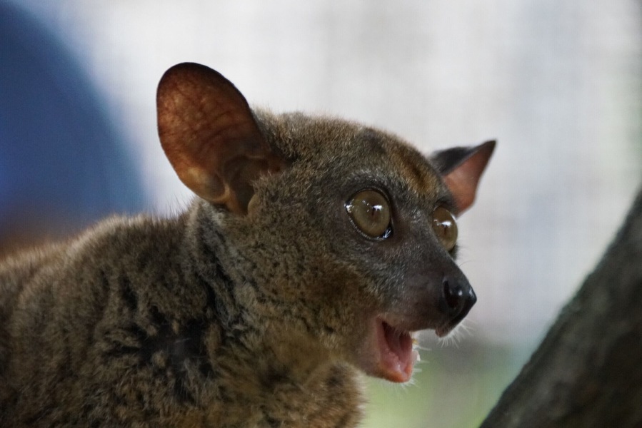 Bush Babies are so adorably cute. They remind me of Australian possums, but are actually a type of lemur. They also live in cities and like to jump onto the tin roofs and then climb into the ceiling. They sound like babies screaming when they call, hence the name. Their fur is super soft, even if it is covered in their own urine...
Cheetah's Rock is a refuge for these and many other critters. It is only open 3 afternoons a week, so the animals are not stressed. You are given a tiny amount of food to feed them. Everyone sits around the edge of their enclosure, so they come to you. They jump from person to person and interact as they want to. They can remove themselves from the area if they are stressed, afraid or just over it.