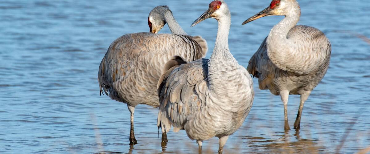 Sandhill Cranes in Lodi, California