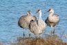 Sandhill Cranes in Lodi, California