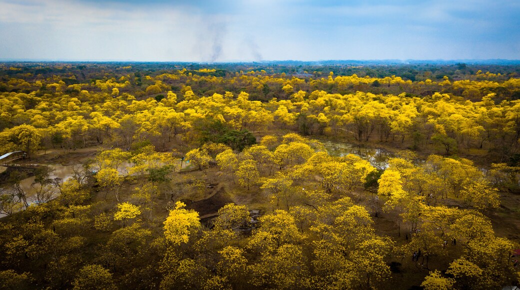 Aerial drone view of the blossoming of the Guayacan tree in Colimes, Ecuador. A whole forest gets covered with the beautiful yellow flower once a year, which happens in a few regions of Ecuador.