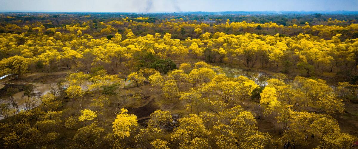 Aerial drone view of the blossoming of the Guayacan tree in Colimes, Ecuador. A whole forest gets covered with the beautiful yellow flower once a year, which happens in a few regions of Ecuador.