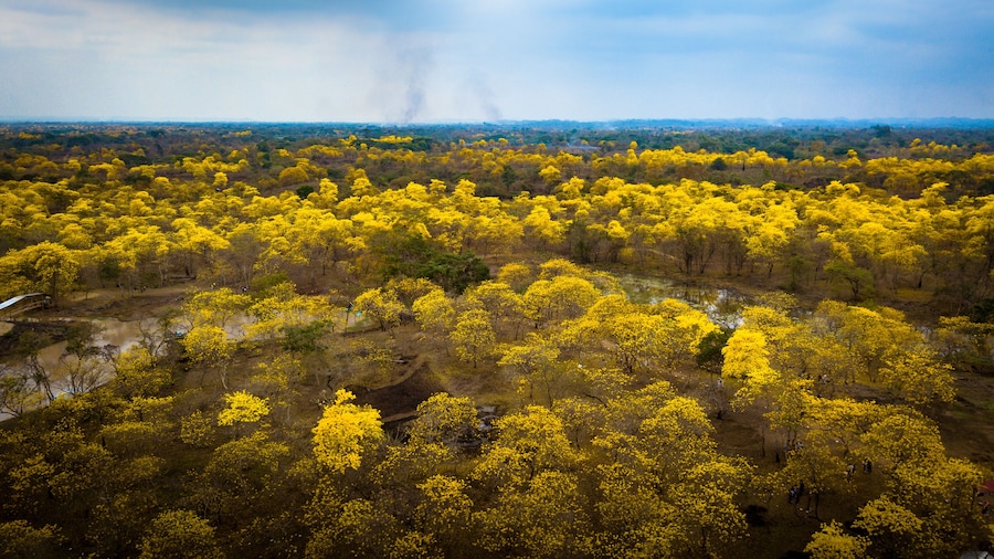 Aerial drone view of the blossoming of the Guayacan tree in Colimes, Ecuador. A whole forest gets covered with the beautiful yellow flower once a year, which happens in a few regions of Ecuador.
