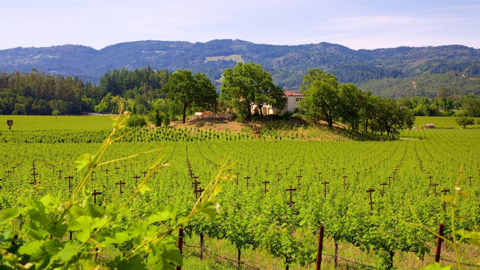 A vineyard with rows of grapevines and a house surrounded by trees.