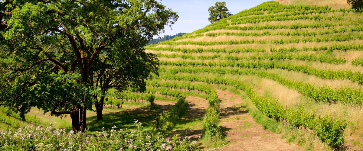 Chateau Montelena Winery showing tranquil scenes and farmland