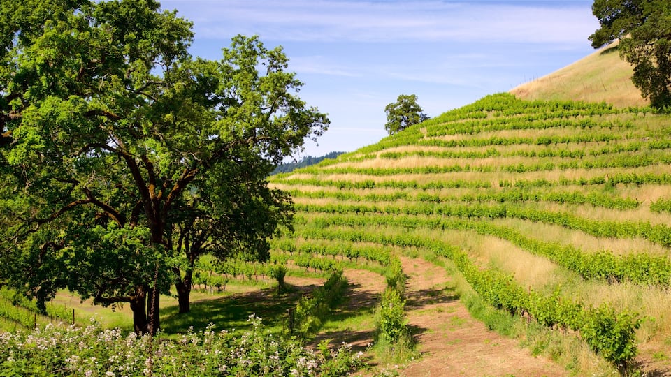A vineyard with rows of grapevines on a hillside.