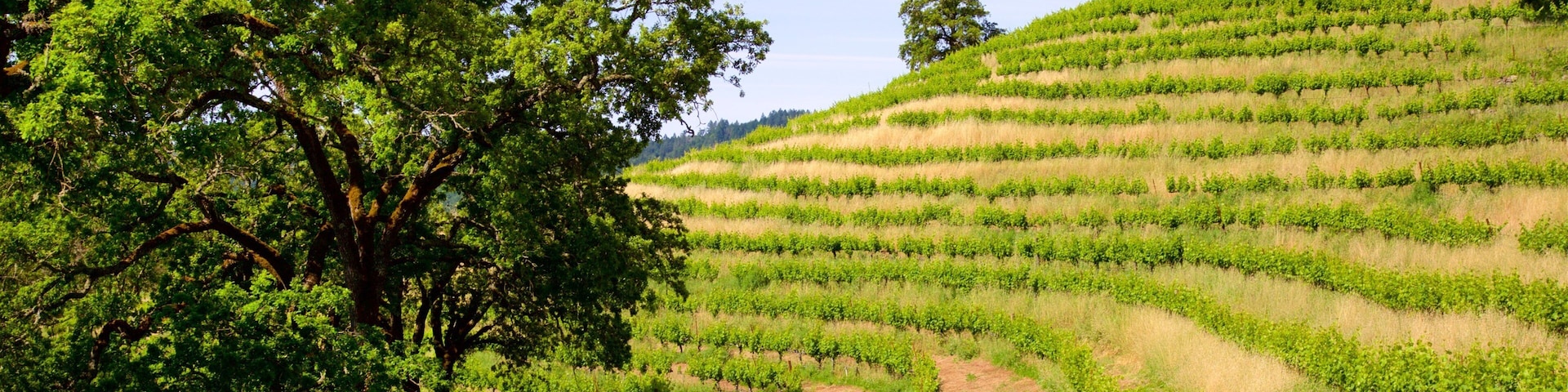 蒙特雷纳酒庄酿酒厂