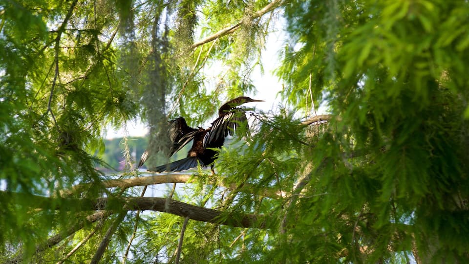 Senator Beth Johnson Park which includes bird life