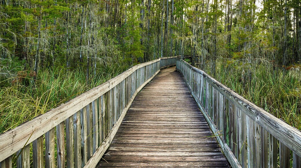 A hidden gem among all the typical Disney schmultz, this nature preserve is a perfect, peaceful getaway. There are several miles of trail, some are closed because of flood conditions, and a couple sections of boardwalk planks. There is a great variety of terrain from sawgrass marshes to pine flatwoods, bay swamp and oak hammock. The Fallen Log Crossing and Osprey Overlook trails are the must see parts of the preserve. You might luck out and see an osprey or eagle, or even a gopher tortoise. It's just a magical slice of heaven here in Central Florida that makes you forget you are just a few miles from the craziness of Disney and Universal. #LocalSecrets #KidsFun #NatureWalk