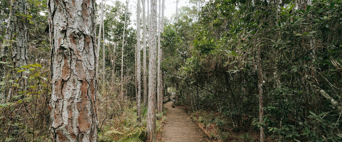 Tibet Butler Preserve showing a garden and forests