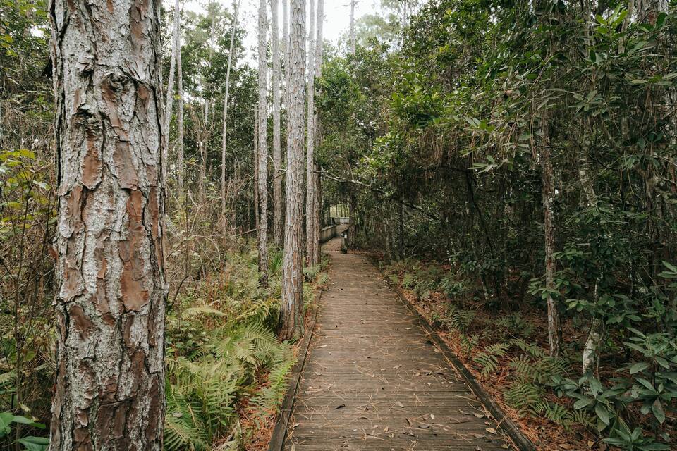 A forested path surrounded by tall trees and dense underbrush.