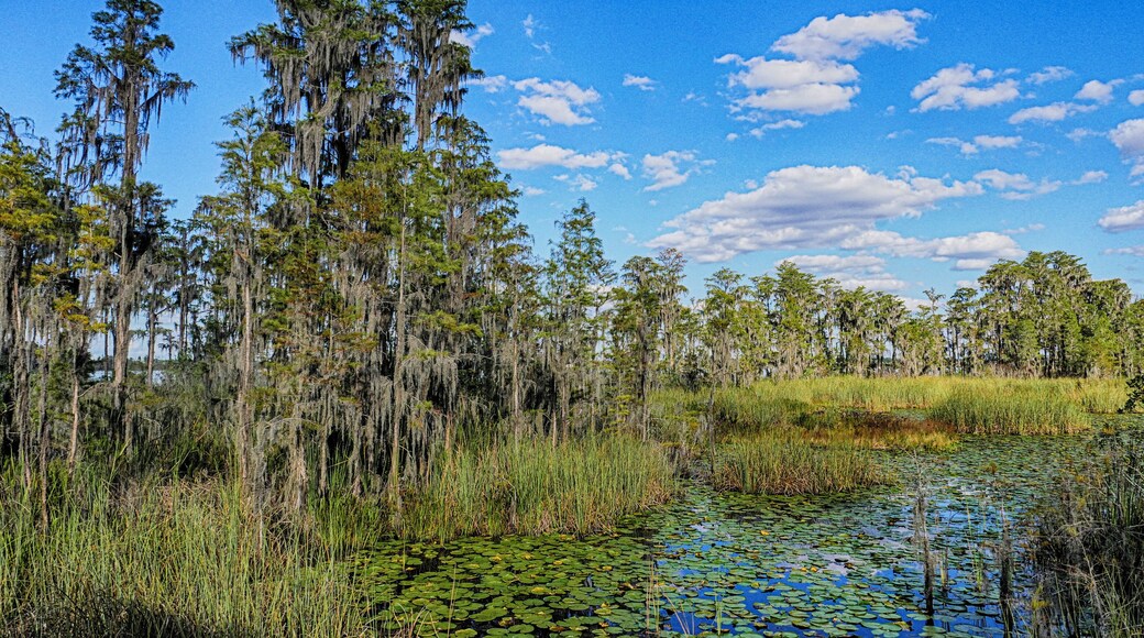A hidden gem among all the typical Disney schmultz, this nature preserve is a perfect, peaceful getaway. There are several miles of trail, some are closed because of flood conditions, and a couple sections of boardwalk planks. There is a great variety of terrain from sawgrass marshes to pine flatwoods, bay swamp and oak hammock. The Fallen Log Crossing and Osprey Overlook trails are the must see parts of the preserve. You might luck out and see an osprey or eagle, or even a gopher tortoise. It's just a magical slice of heaven here in Central Florida that makes you forget you are just a few miles from the craziness of Disney and Universal. #LocalSecrets #KidsFun #NatureWalk