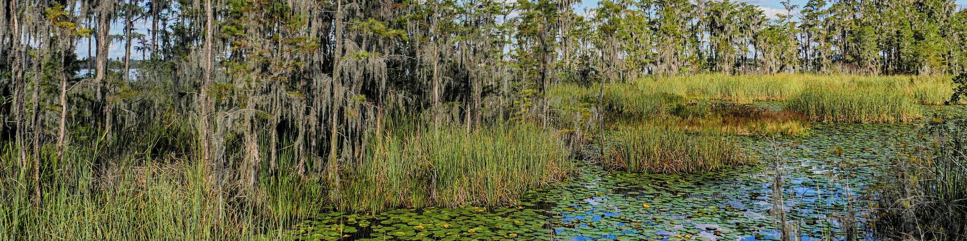 A hidden gem among all the typical Disney schmultz, this nature preserve is a perfect, peaceful getaway. There are several miles of trail, some are closed because of flood conditions, and a couple sections of boardwalk planks. There is a great variety of terrain from sawgrass marshes to pine flatwoods, bay swamp and oak hammock. The Fallen Log Crossing and Osprey Overlook trails are the must see parts of the preserve. You might luck out and see an osprey or eagle, or even a gopher tortoise. It's just a magical slice of heaven here in Central Florida that makes you forget you are just a few miles from the craziness of Disney and Universal. #LocalSecrets #KidsFun #NatureWalk