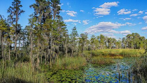 A hidden gem among all the typical Disney schmultz, this nature preserve is a perfect, peaceful getaway. There are several miles of trail, some are closed because of flood conditions, and a couple sections of boardwalk planks. There is a great variety of terrain from sawgrass marshes to pine flatwoods, bay swamp and oak hammock. The Fallen Log Crossing and Osprey Overlook trails are the must see parts of the preserve. You might luck out and see an osprey or eagle, or even a gopher tortoise. It's just a magical slice of heaven here in Central Florida that makes you forget you are just a few miles from the craziness of Disney and Universal. #LocalSecrets #KidsFun #NatureWalk