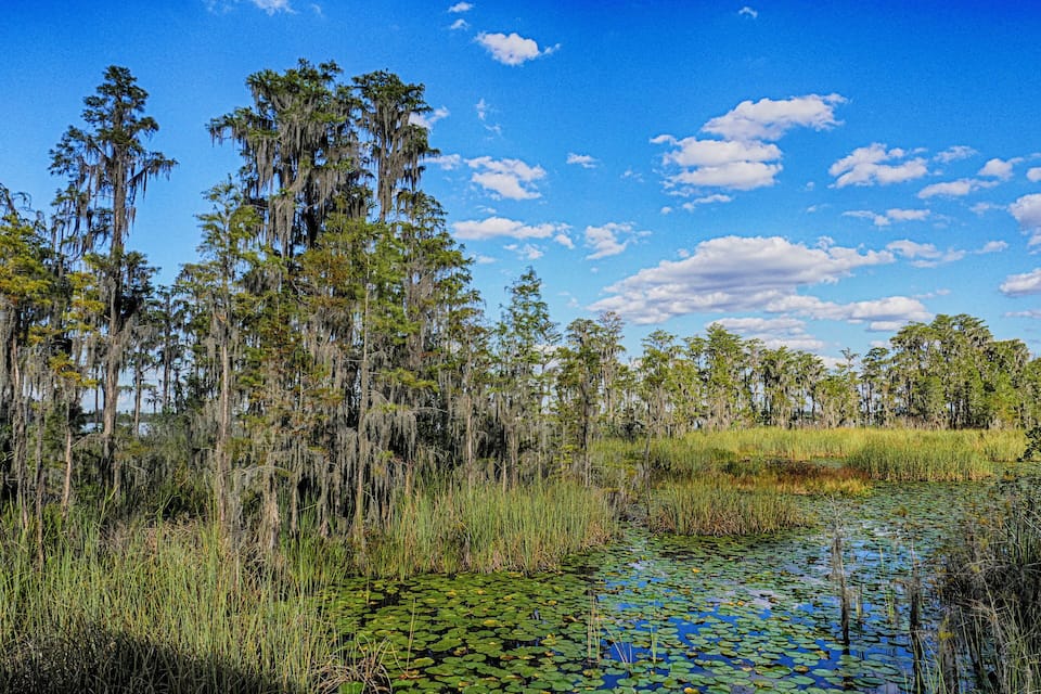A swamp with water lilies, tall trees, and a clear blue sky.