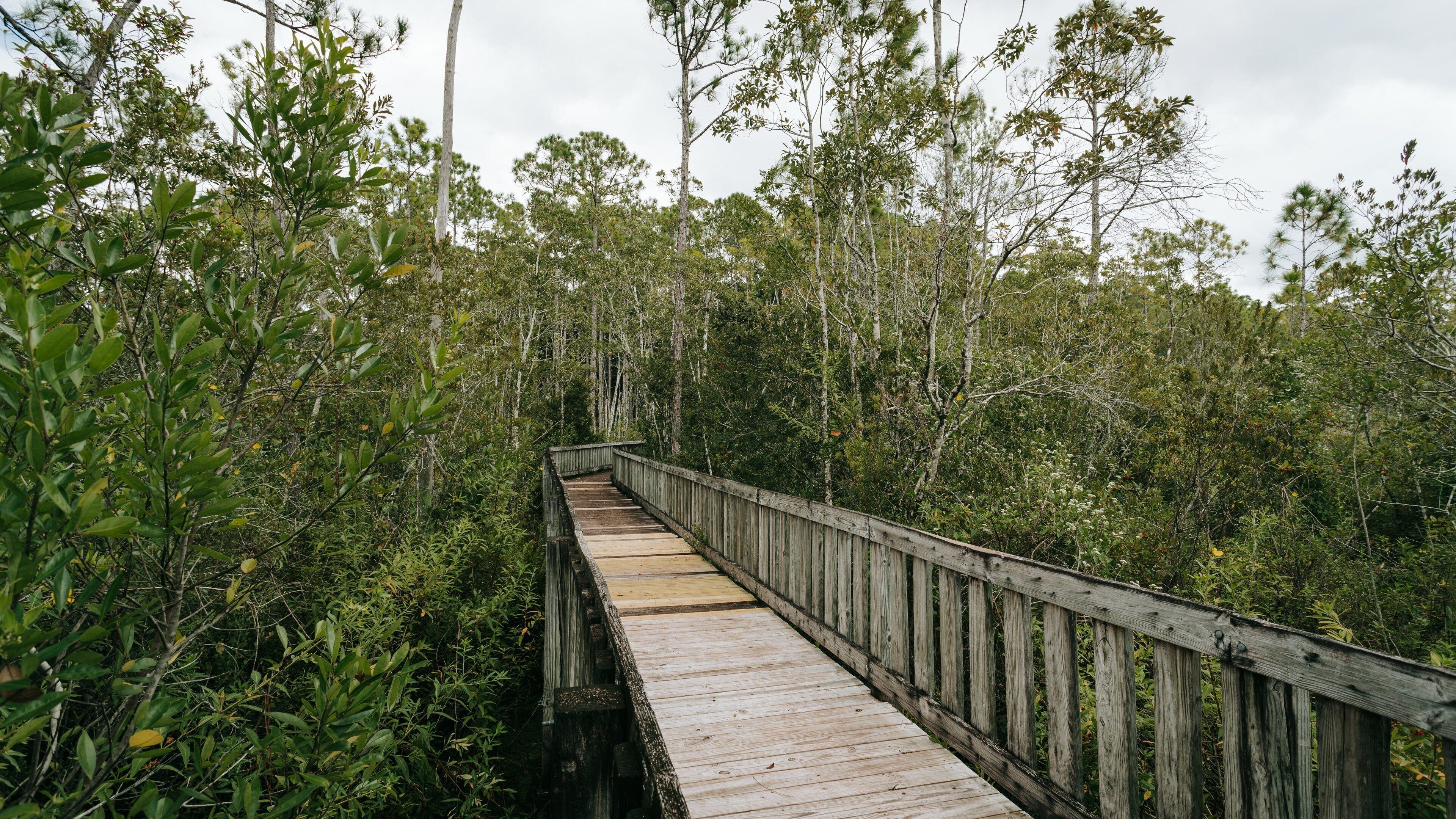 Tibet Butler Preserve featuring a bridge and forests