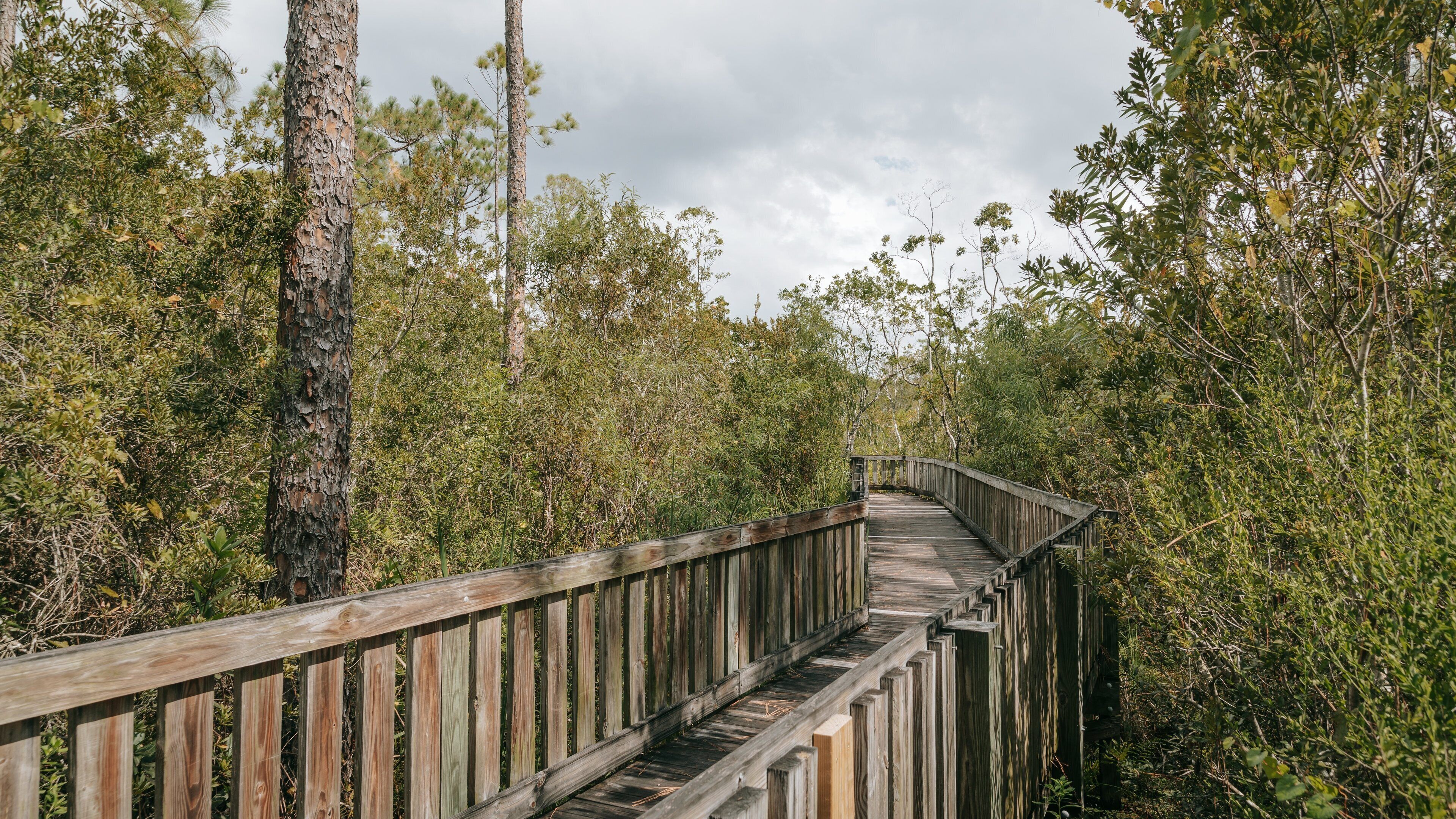 Tibet Butler Preserve showing forest scenes and a bridge