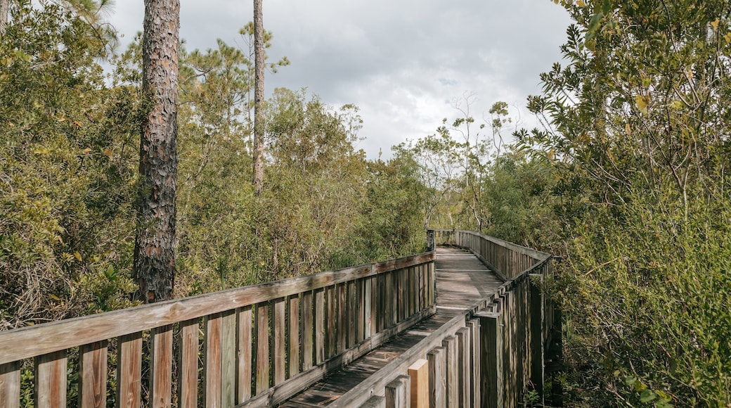 Tibet Butler Preserve showing forest scenes and a bridge