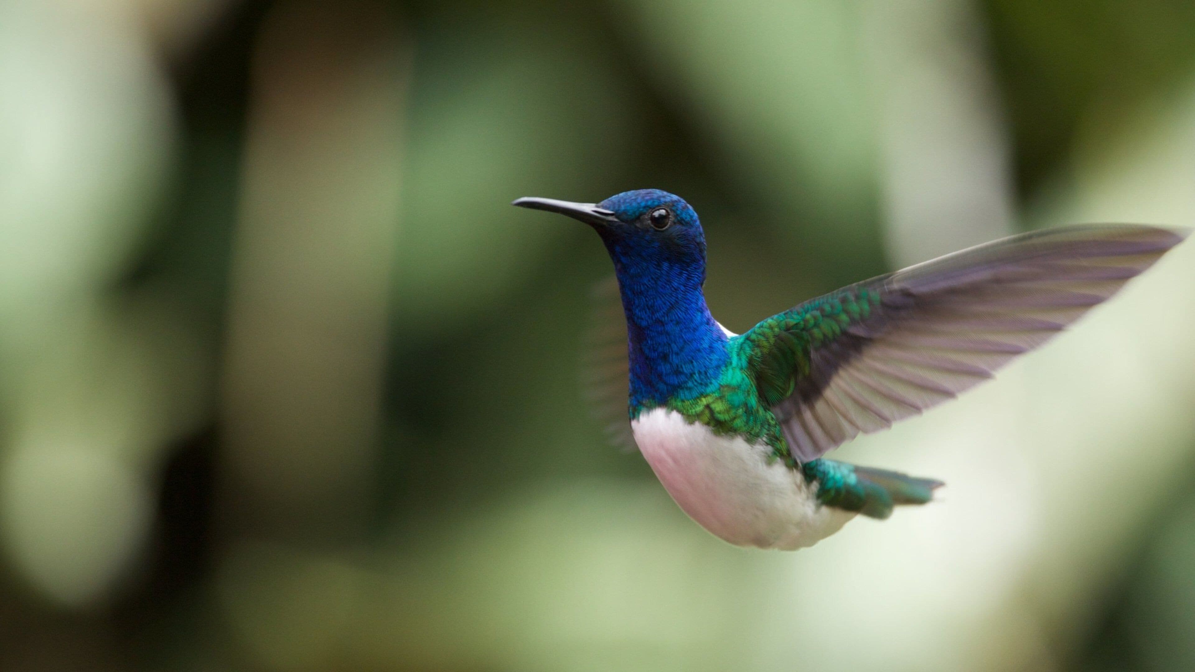 Quito mostrando aves