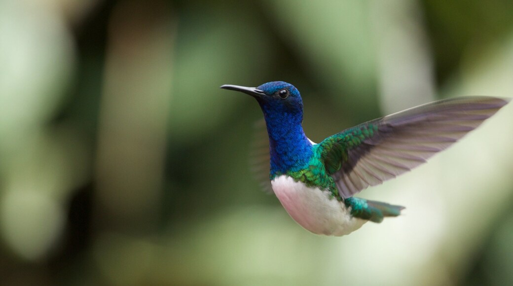 Quito som viser fugleliv