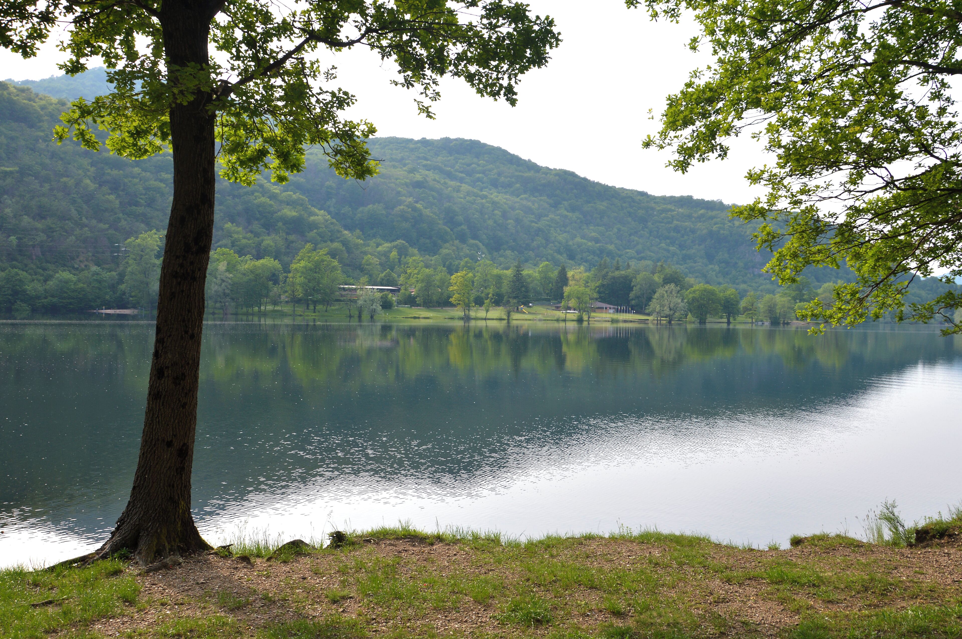 A calm lake with a tree in the foreground and a forested hill in the background.