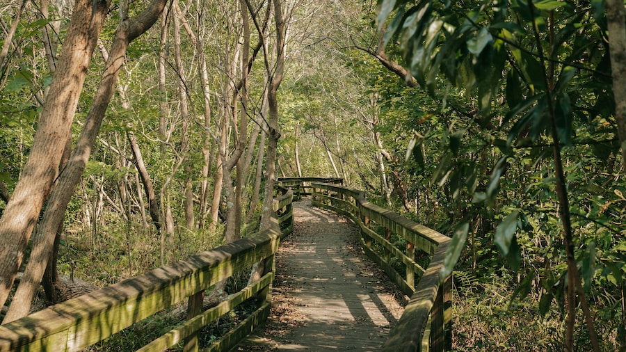 Mead Garden showing a park