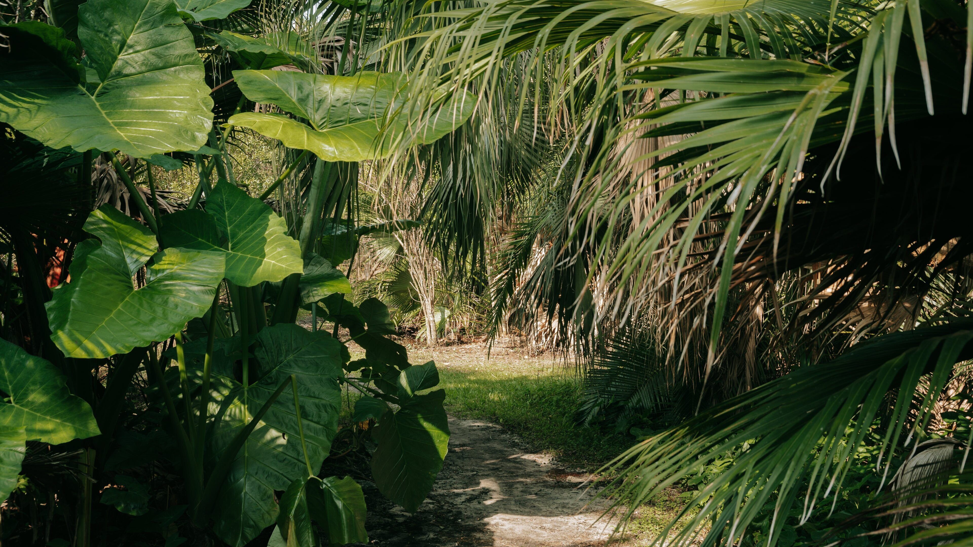 Mead Garden showing a garden