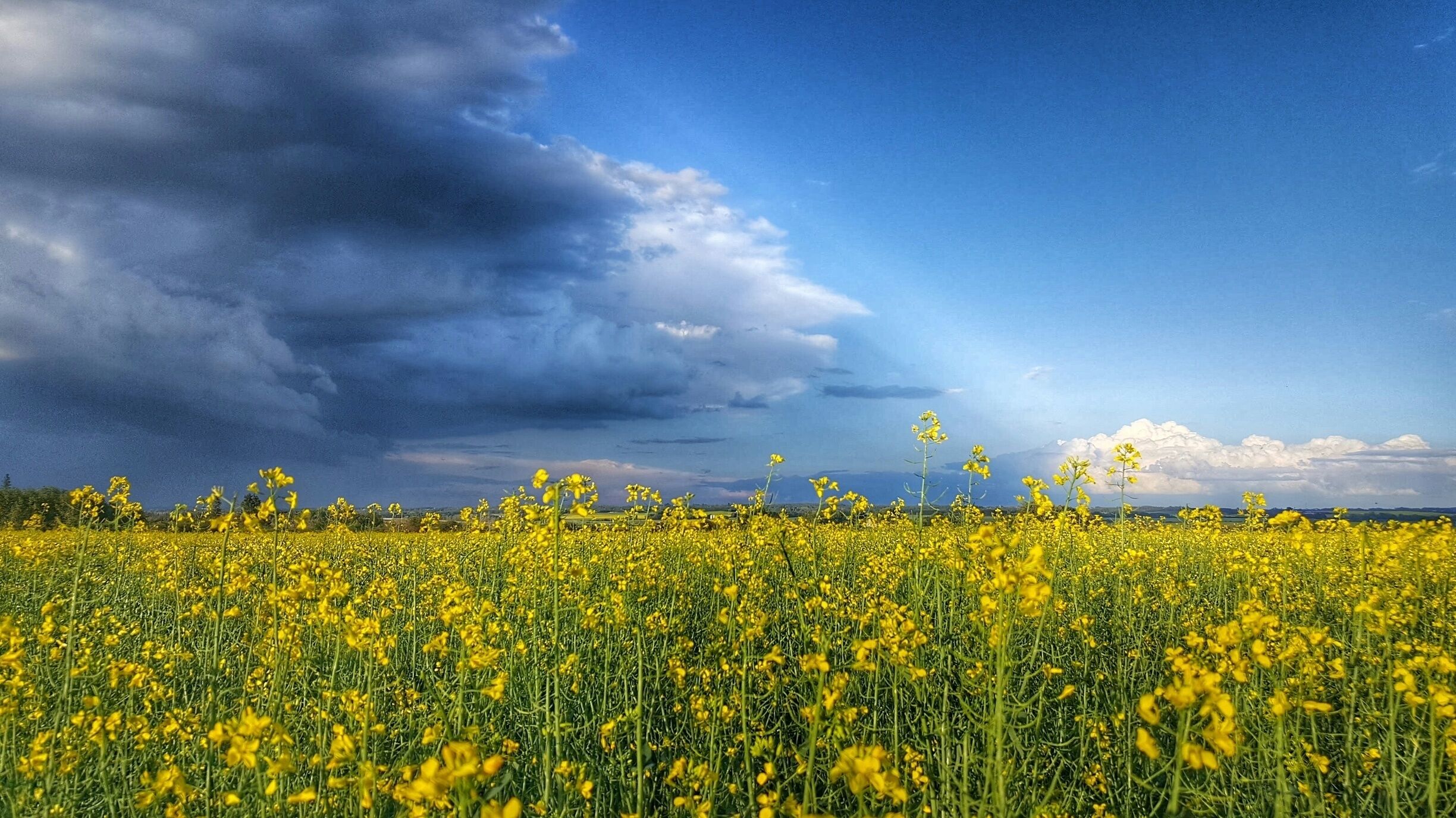 Summer storms are always beautiful when the Canola is blooming! 