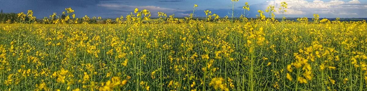 Summer storms are always beautiful when the Canola is blooming!