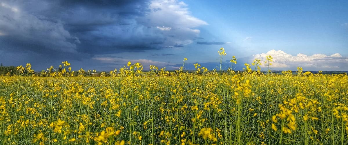 Summer storms are always beautiful when the Canola is blooming!