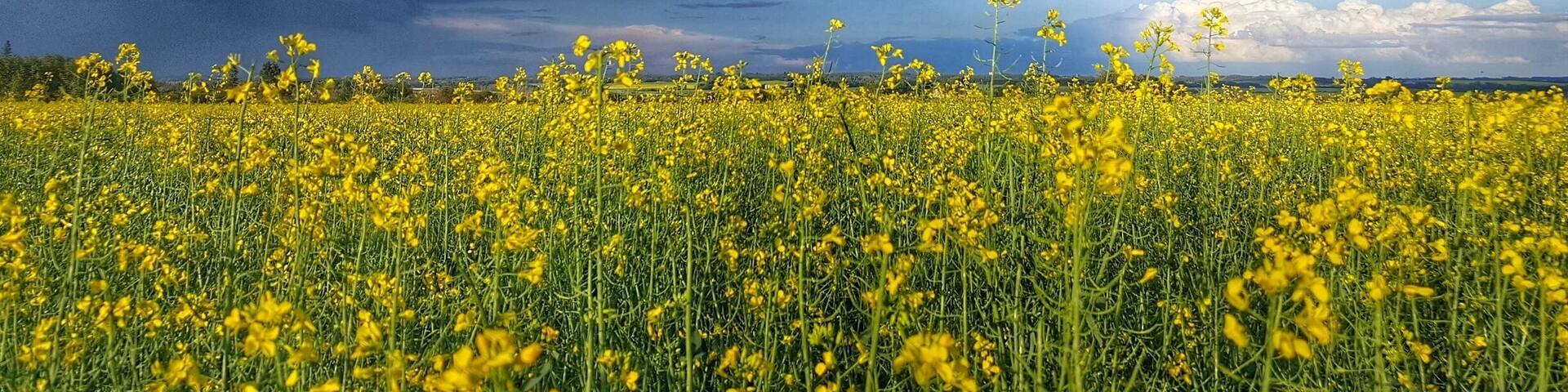 Summer storms are always beautiful when the Canola is blooming!