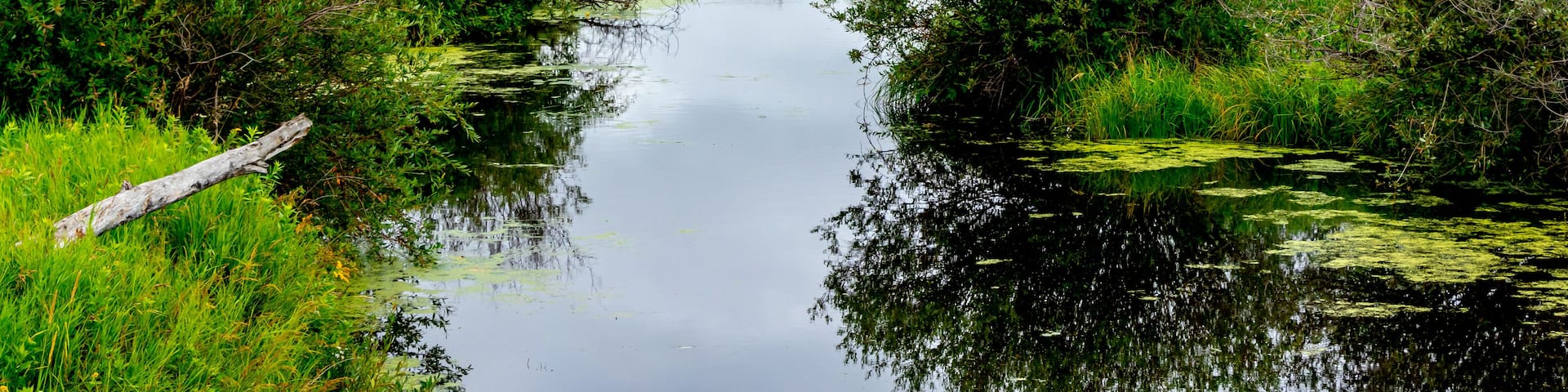 A calm river surrounded by dense greenery and trees.