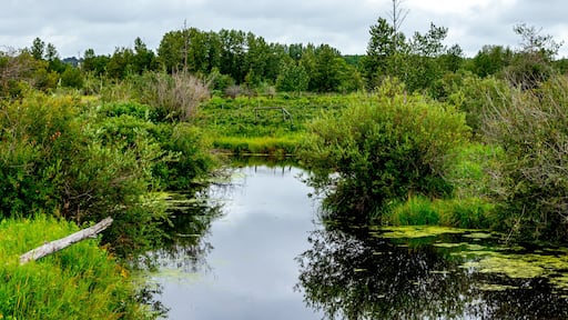 Een rustige rivier omringd door weelderige begroeiing en bomen.