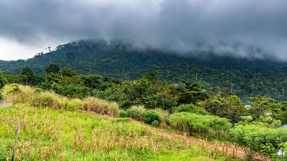 A lush green landscape with a field of crops, dense forest, and a mountain in the background under a cloudy sky.