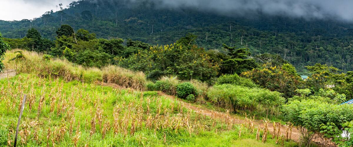 A lush green landscape with a field of crops, dense forest, and a mountain in the background under a cloudy sky.