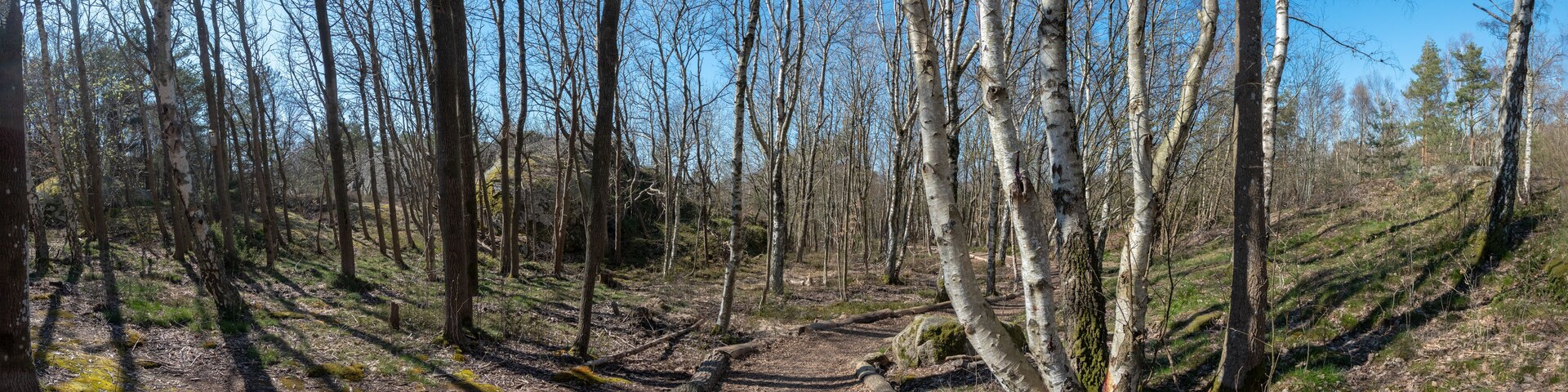 Un bosque con un sendero de tierra y abedules.