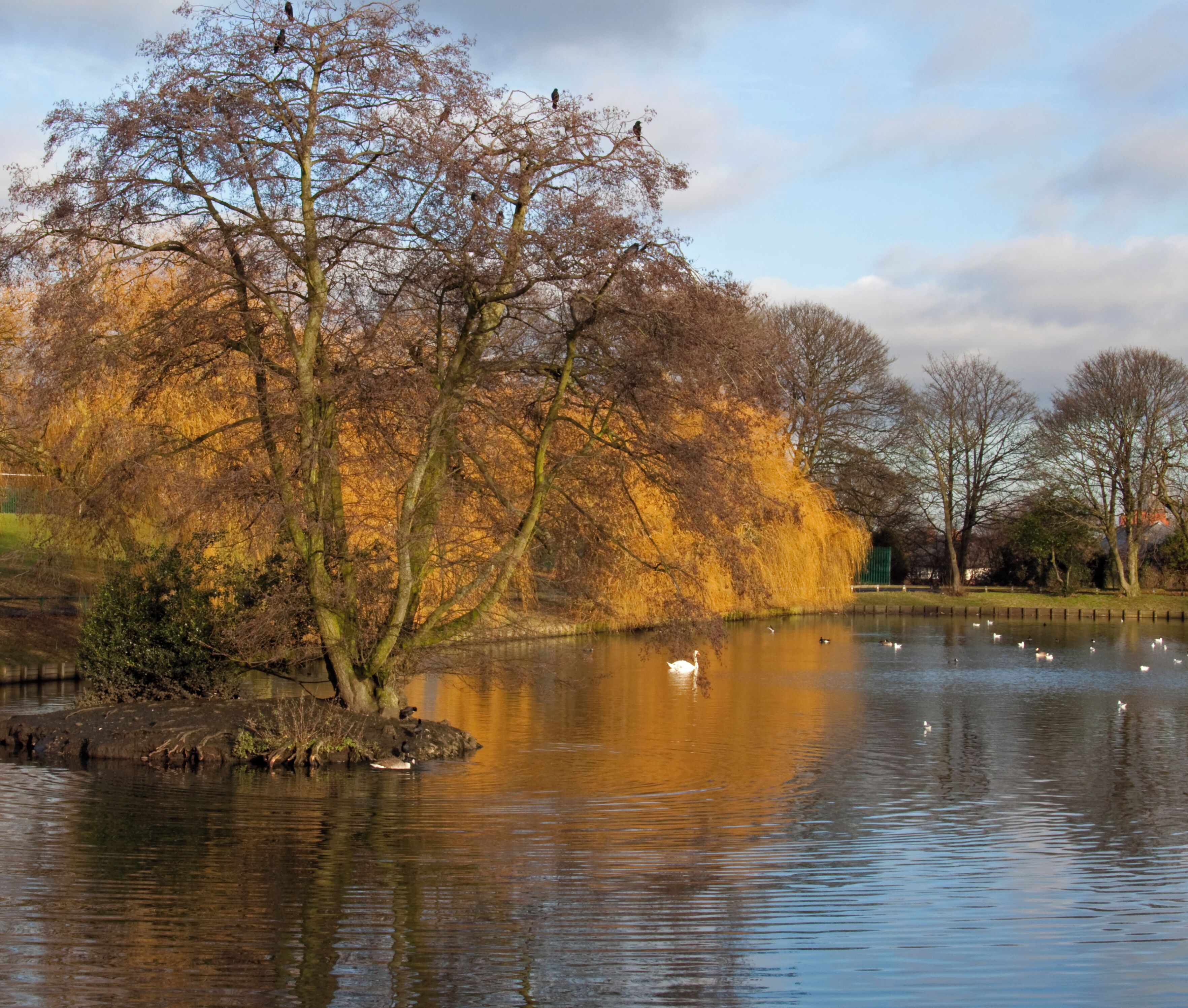 A calm lake with swans and ducks, surrounded by trees with autumn foliage.