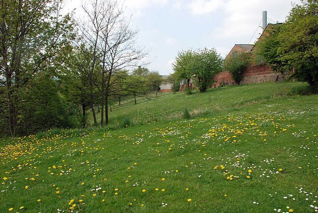 Grassland off Cradley Road, Cradley Heath.