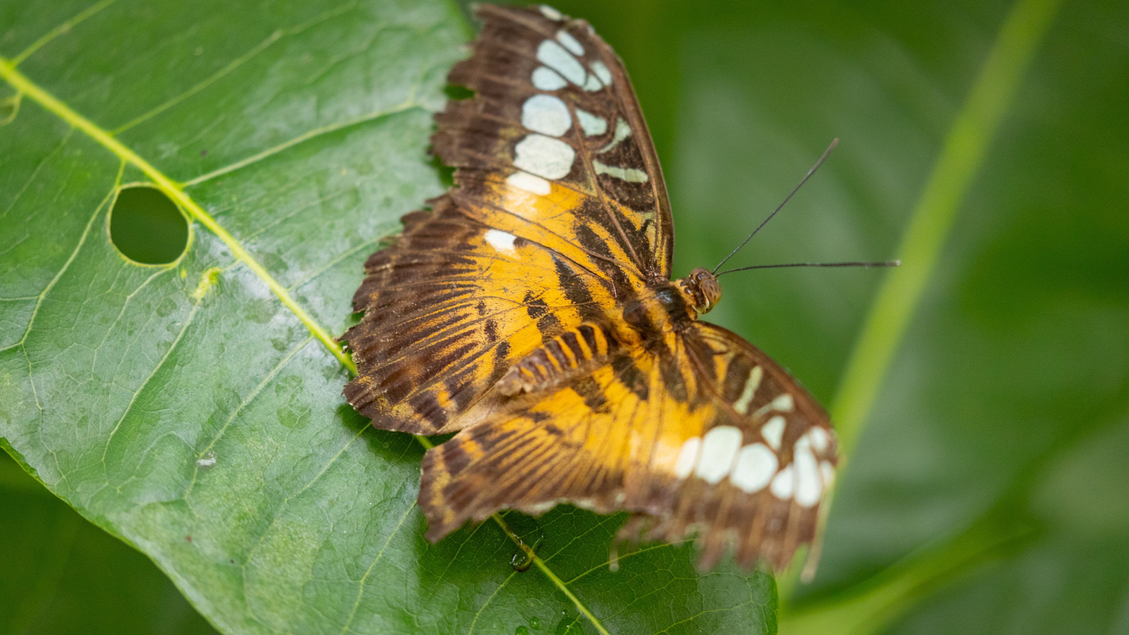 Casa delle Farfalle which includes animals