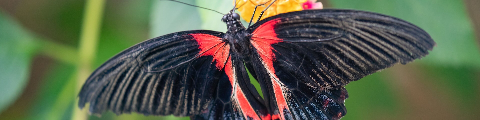 Casa delle Farfalle which includes animals