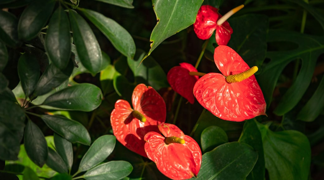 Casa delle Farfalle featuring wildflowers