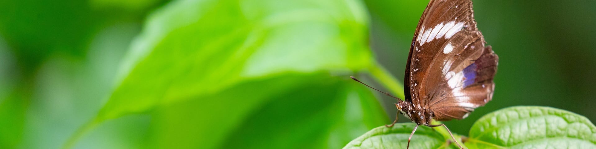 Casa delle Farfalle featuring animals