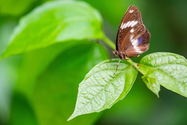 Casa delle Farfalle featuring animals