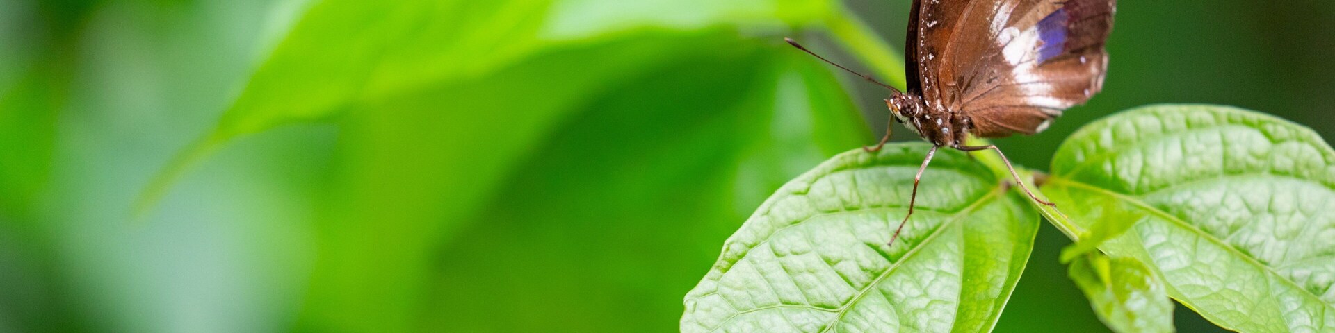 Casa delle Farfalle featuring animals