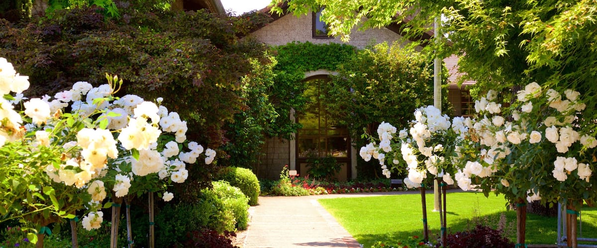 A garden pathway lined with white roses leading to a building with a stone facade and a window.