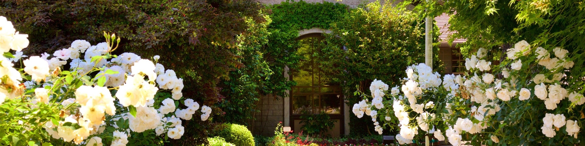 A garden pathway lined with white roses leading to a building with a stone facade and a window.