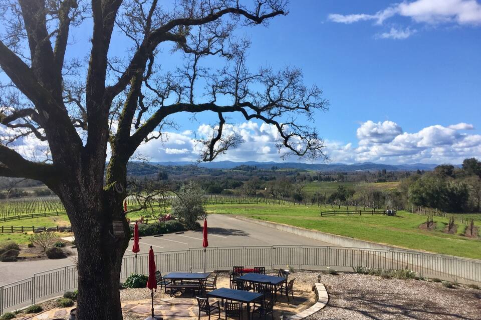 Un vigneto con un tavolo e delle sedie sotto un grande albero.
