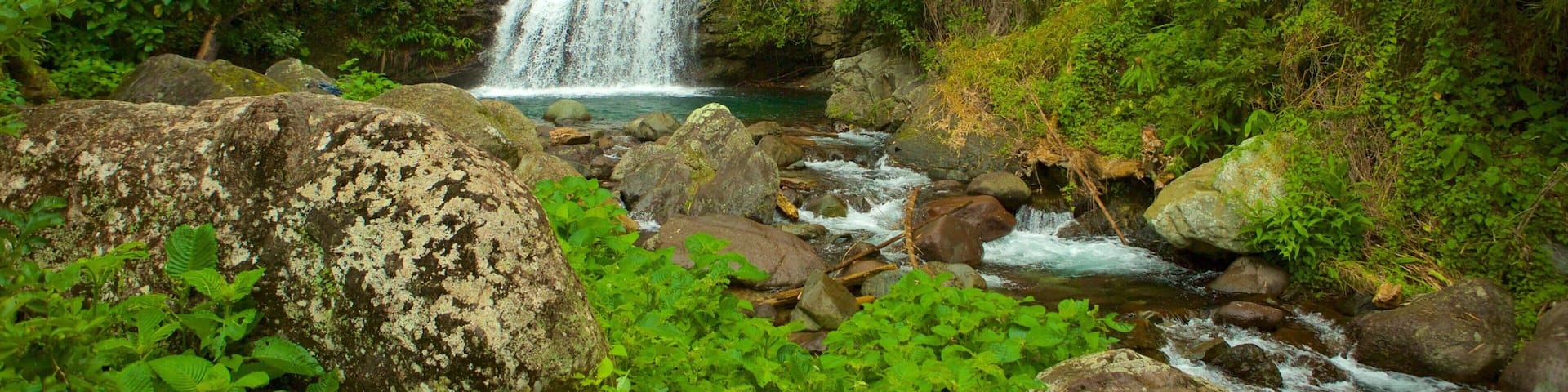 Parc national de Blue Mountains mettant en vedette cascade et forĂȘt vierge