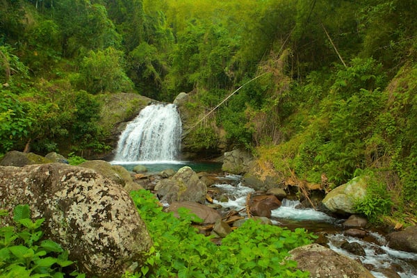 Parc national de Blue Mountains mettant en vedette cascade et forĂȘt vierge