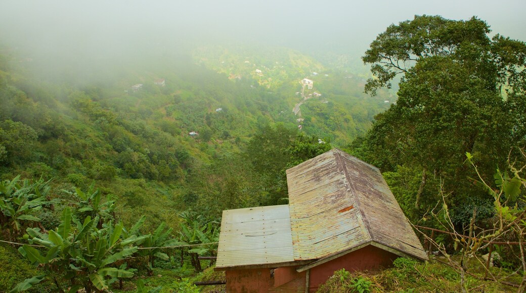 Blue Mountains Nationalpark som viser regnskov, et hus og tåge eller dis