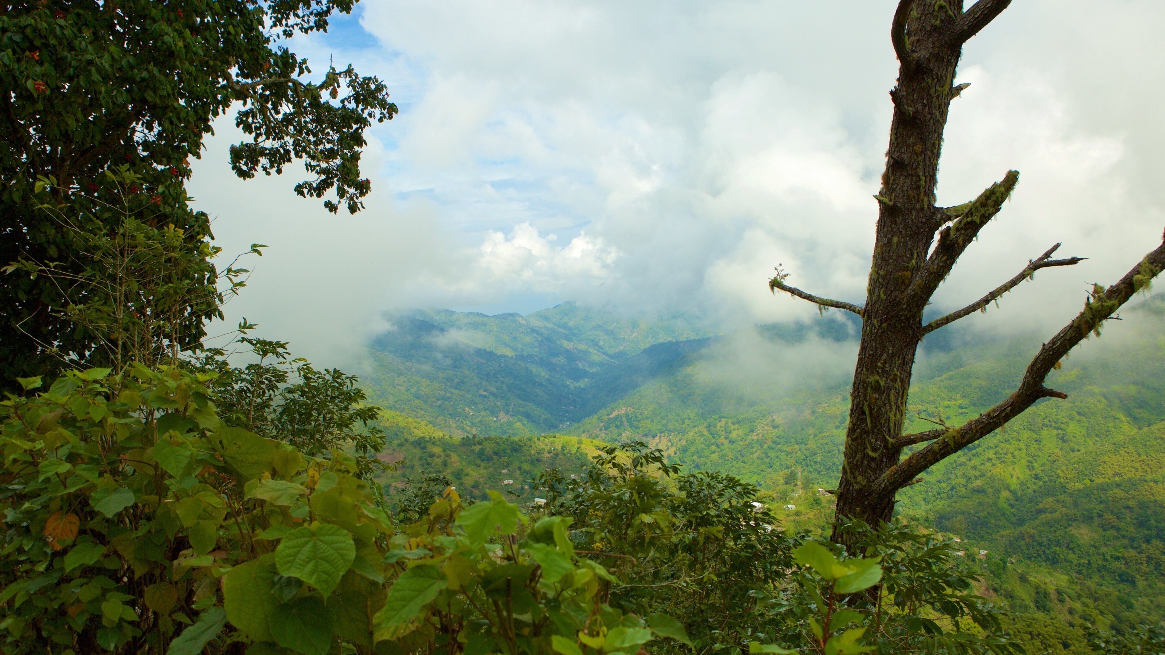 Blue Mountains National Park which includes mountains, tranquil scenes and mist or fog